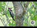 Reconnaissez le tambourinage du pic maculrecognize the drumming of the  yellowbellied sapsucker