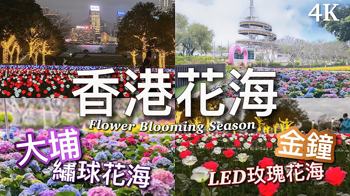 【香港好去處】花海・日與夜｜大埔海濱公園 繡球花海 & 添馬公園 LED玫瑰燈海 / Flower Blooming Season 2023 - 天天要聞