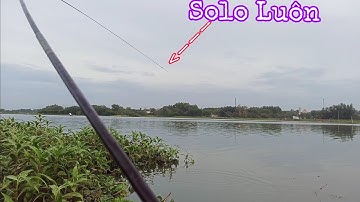 Câu Cá Ổ | Siêu rô Phi Quấn Ổ , Lạc Loài Đụng Phải Em Hugo Làm Mất Ngủ | Nghiện Câu TV | T35