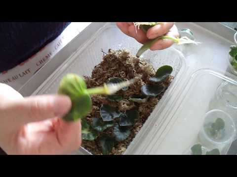 78.  Sphagnum Yosununda menekşe yetiştirme yöntemi. The method of growing violet in Sphagnum Moss.