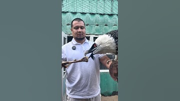 Saqaltay - Vulture #naturelovers #animals #planetearth #zoo #birds #animallife #wildlife #travel