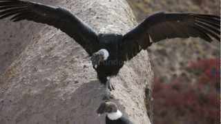 Cóndor Andino (Vultur gryphus) HD (720p)