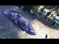 13,000-Pound Young Gray Whale Dies on California Beach