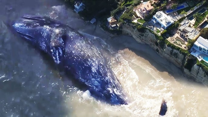 13 000 Pound Young Gray Whale Dies On California Beach