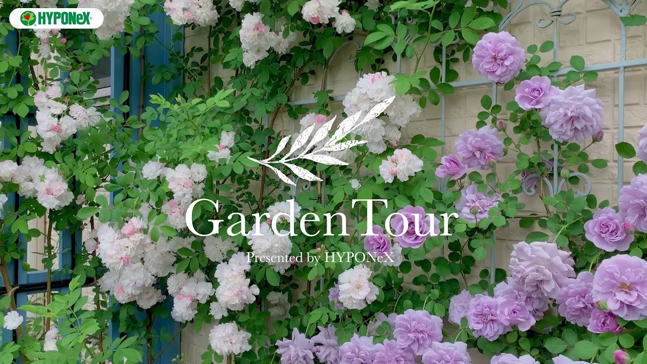 Garden Tour 24 ブルーのパーゴラの白バラ群星とレイニーブルーが印象的な 豊富な種類のバラが咲き誇るお庭 Youtube