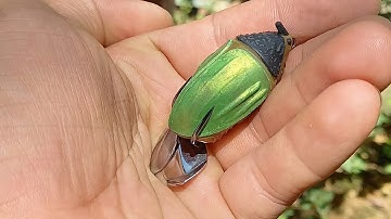 Câu lure cá lóc Bằng Mồi giả nhái hơi frogtoon v5 . Không bao giờ làm anh em thất vọng