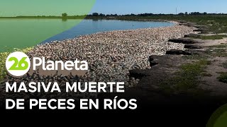 ARGENTINA | Masiva muerte de peces en ríos y en lagunas que tienen bajantes históricas por la sequía