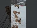 Is Minni the Ultimate Snow Dog Broker’s Best Friend?