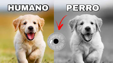 ¿Ven los perros en blanco y negro?