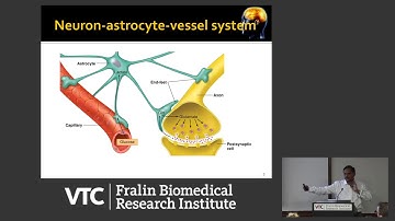 Modeling the neuro-astrocyte-vessel interactions: Do the cerebral vessels compute?
