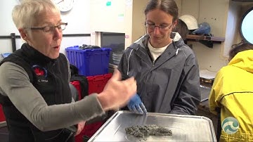 Unusual Processes: Gas Hydrates & Frozen Seafloor Sediment