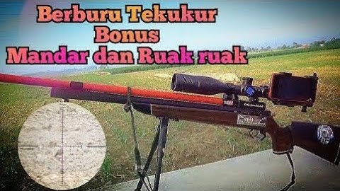 Berburu tekukur bonus mandar dan Ruak ruak // senapan PCP Jawa cal 177/4.5 mm