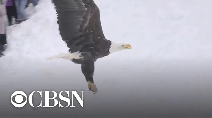 Eagle with 8-pound ball of ice frozen onto tail gets rescued