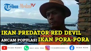 Ikan Predator Red Devil Ancam Populasi Ikan Pora-pora dan Nila di Danau Toba