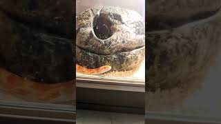 Heres My Brothers Snake Dave