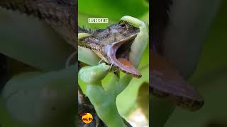 Mantis vs lizard