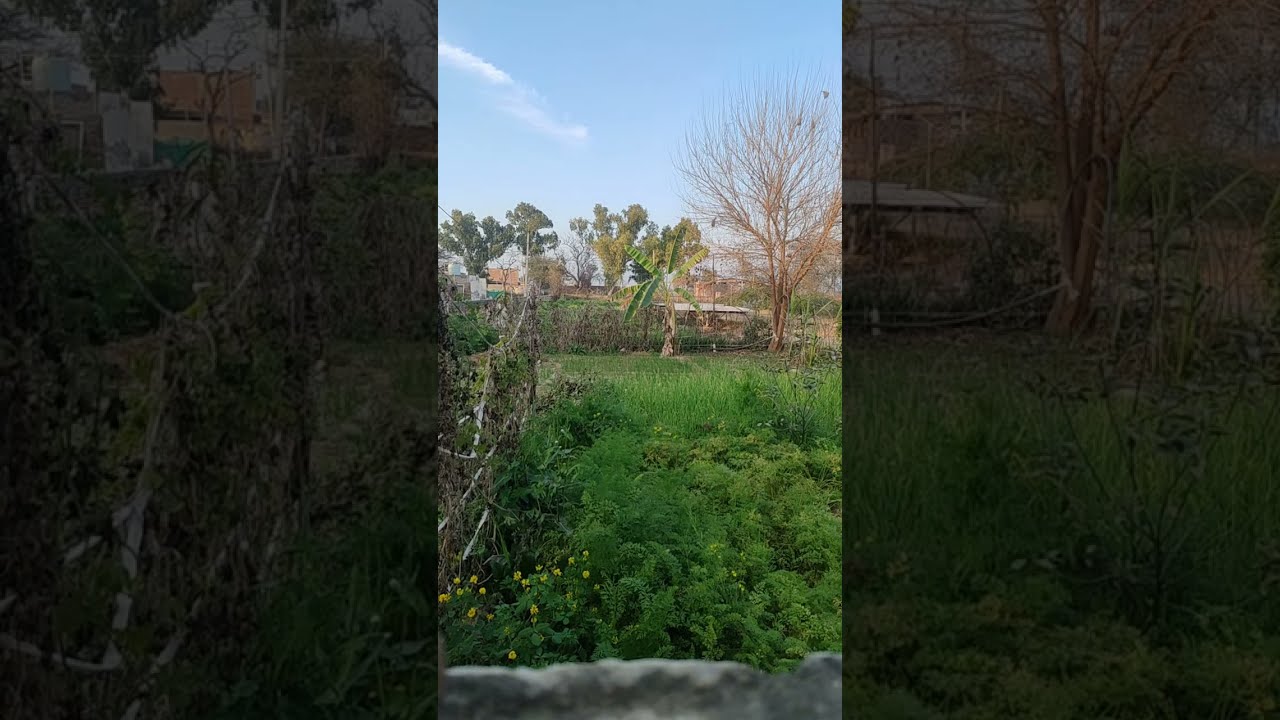 Silent Car drive  is live