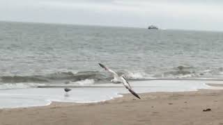 View of ocean waves, gray sky, ship on the horizon, birds, stones, sandy beach and buildings