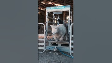 Racewell Sheep Handler