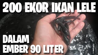 Budikdamber High Stocking Density Catfish Farming | 200 Fish in a 90 Liter Bucket