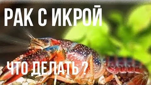 Отсадил самок флоридского рака.  Что делать когда самка флоридского рака с икрой?