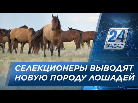 Новую породу лошадей выводят селекционеры в ЗКО