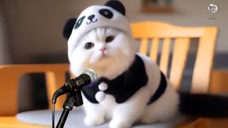 LAGU BLING BANG BANG BORN VERSI KUCING
