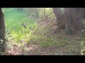 Animaux sauvages de nos forêts Partie 3 ( renards,blaireaux,chevreuils,...) -Full HD