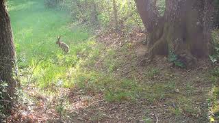 Animaux sauvages de nos forêts Partie 3 ( renards,blaireaux,chevreuils,...) -Full HD