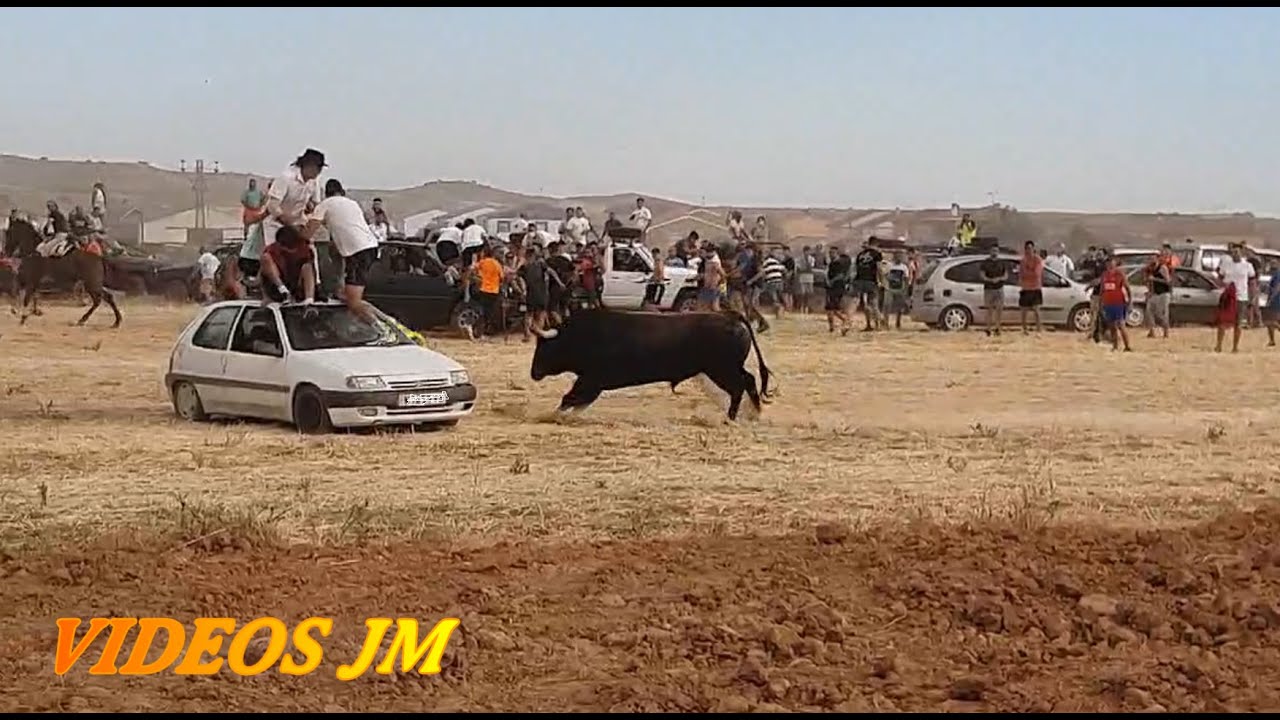 ¡CUIDADO ⚠️⚠️..!!!! Encierro Campo Galapagos 2024