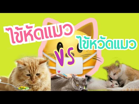 ไข้หัดแมวต่างจาก...ไข้หวัดแมวอย่างไร | Cat story |