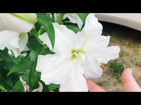 МАХРОВЫЕ ЛИЛИИ WHITE EYES и MAGIC STAR В моём саду