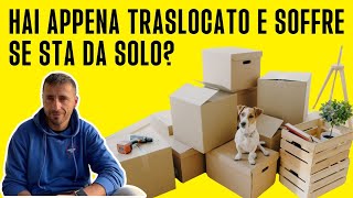 Hai appena traslocato e soffre se sta da solo? by Empathy Dog 305 views 7 months ago 2 minutes, 51 seconds