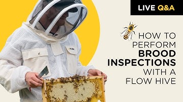 Beginner brood inspection - Q&A