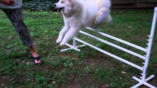 Agility Practice:  SaraBlue by SamoyedMoms 850 views 10 years ago 8 seconds