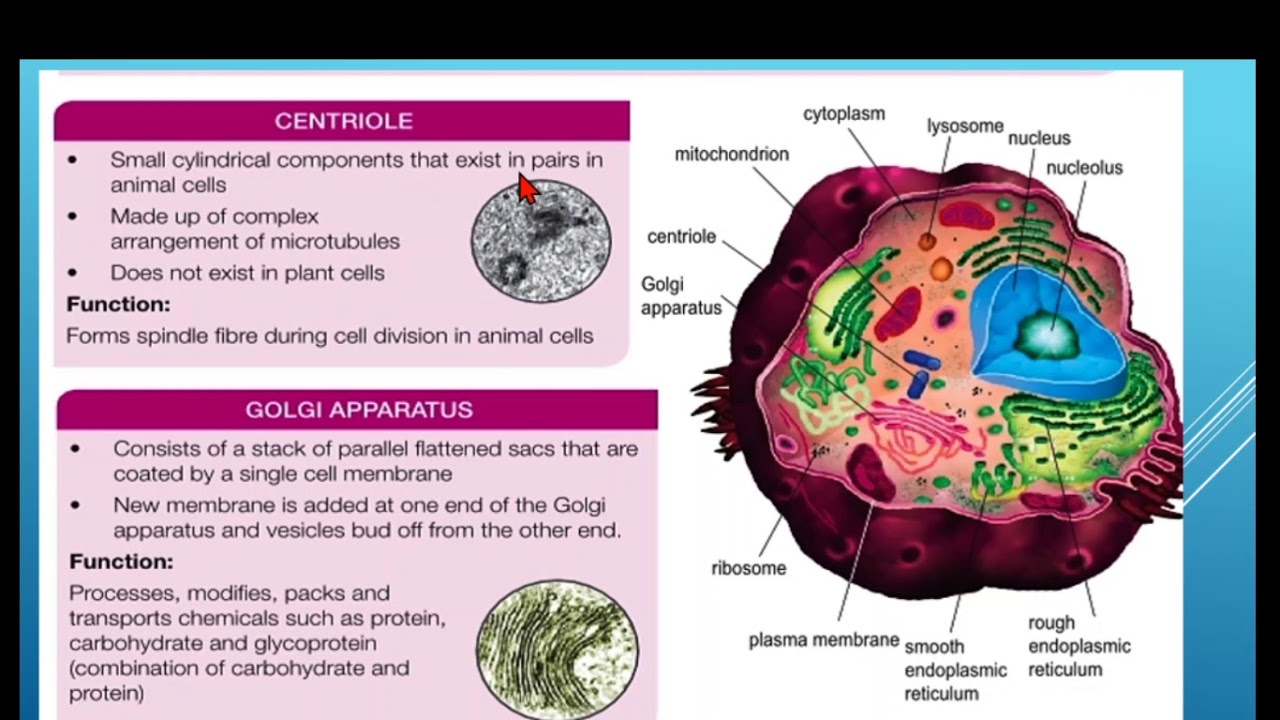 Biology form 4 kssm