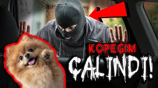 KÖPEK KATİLİ KÖPEĞİMİ ÇALDI! (Hırsızı Mobese Buldu!)