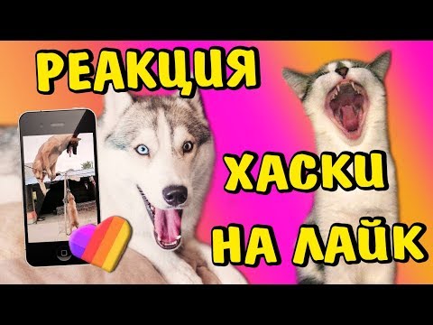 Видео: Реакция на Лучшие ЛАЙК видео приколы из Like приложения 2019