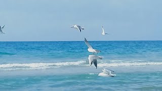 كواليس تصوير صاحب/ قناه يوميات مزارع فلسطيني