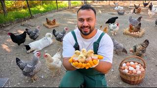 Yılın Son Civcivleri Çıktı 🐣 | Yumurta Zulasını Topladım ve 8 Gurk Tavuğu Taşıdım
