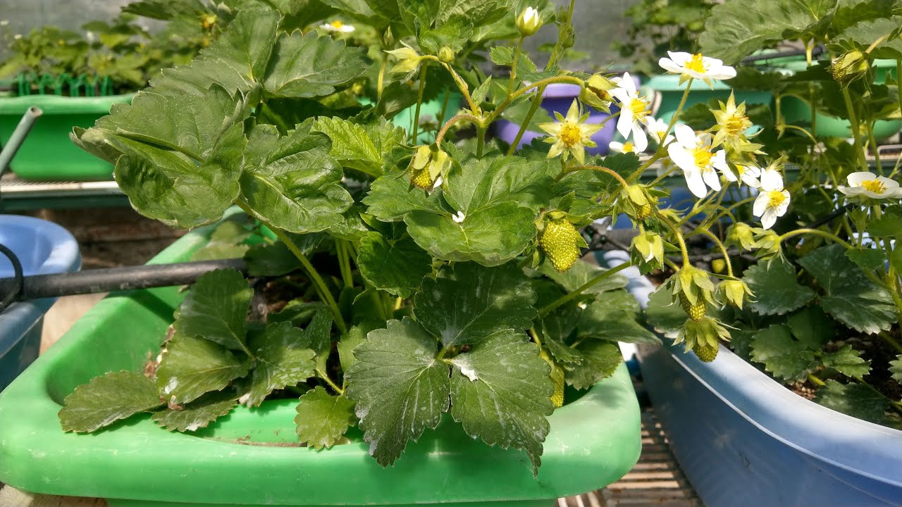 Клубника в тазах. Розы начинают раскрываться. Ожидается невероятный ...