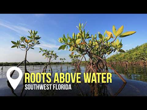 Roots Above Water | Creation on Location
