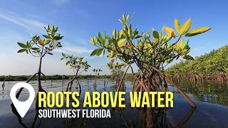 Download Lagu Roots Above Water | Creation on Location MP3