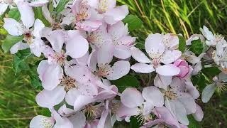 Музыка для души Свет Софии  Релаксс Красивое цветение в саду яблони, груши, вишни, персика. Футажи