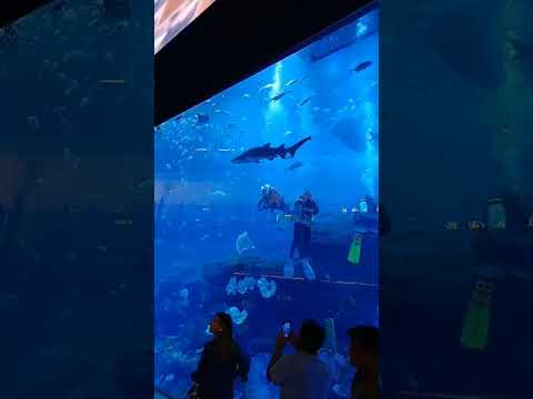 Dubai Aquarium Dubai Mall