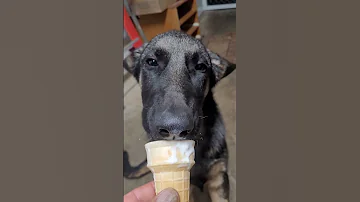 To You It S A Dog To Me Everything Shortsfeed Germanshepherd Dog 