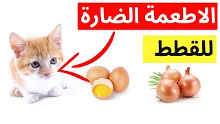 أخطر 10 أطعمة للقطط - الاطعمة الضاره للقطط