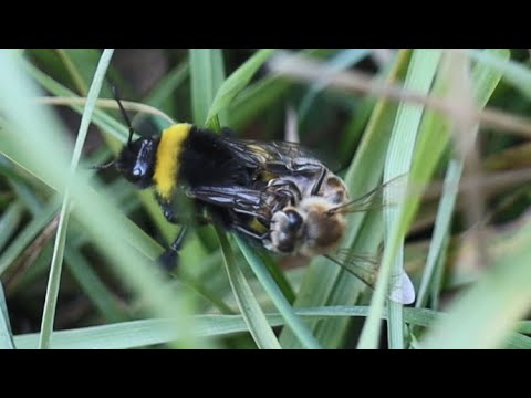 Video: Bombus arıları ısırır mı? Hadi bulalım