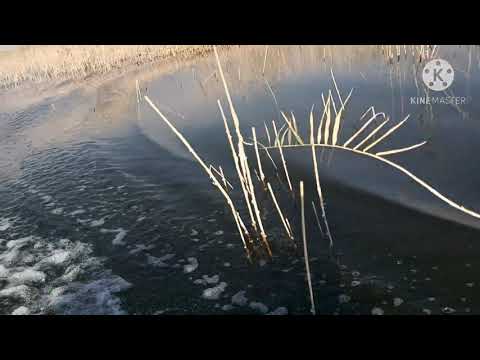 صوت دجاج الماء وجوشم وابو زله ومصو