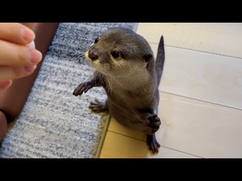 挙手をし、ぬるぬる動き回るおもしろカワウソ Interesting otter raising its hands and moving around in a slimy manner.